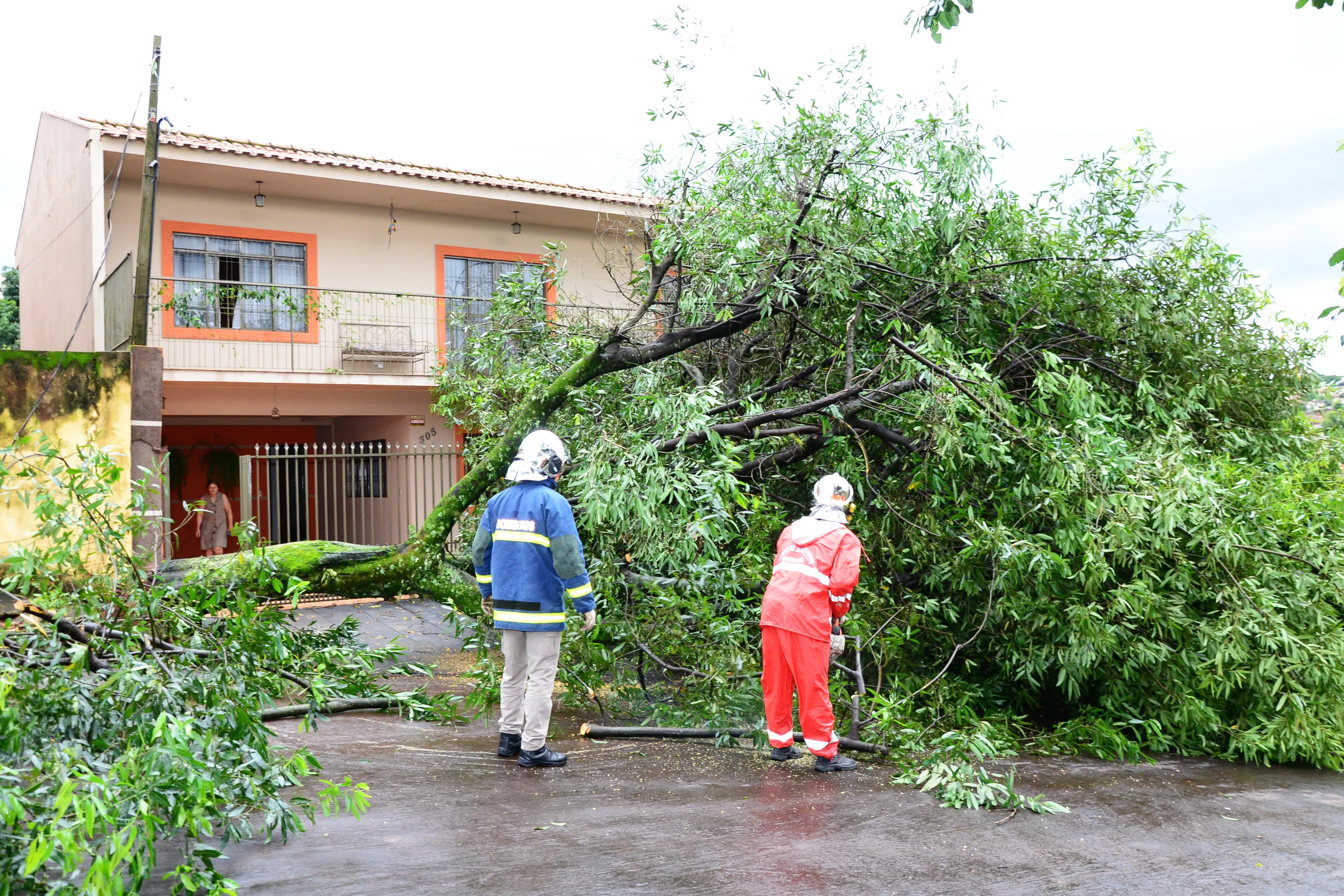Chuva e vento derrubam árvores em Apucarana
