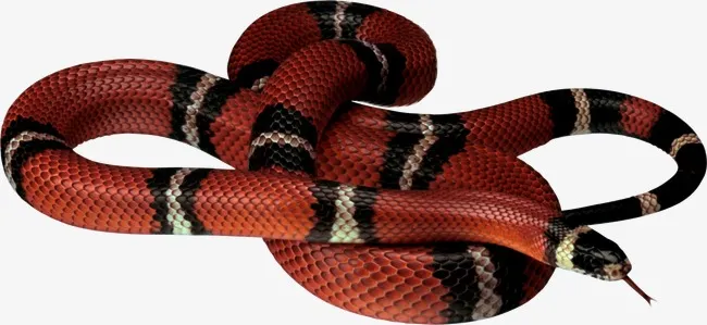 Vinte e quatro pessoas foram atacadas por cobras neste ano, oito só em Apucarana