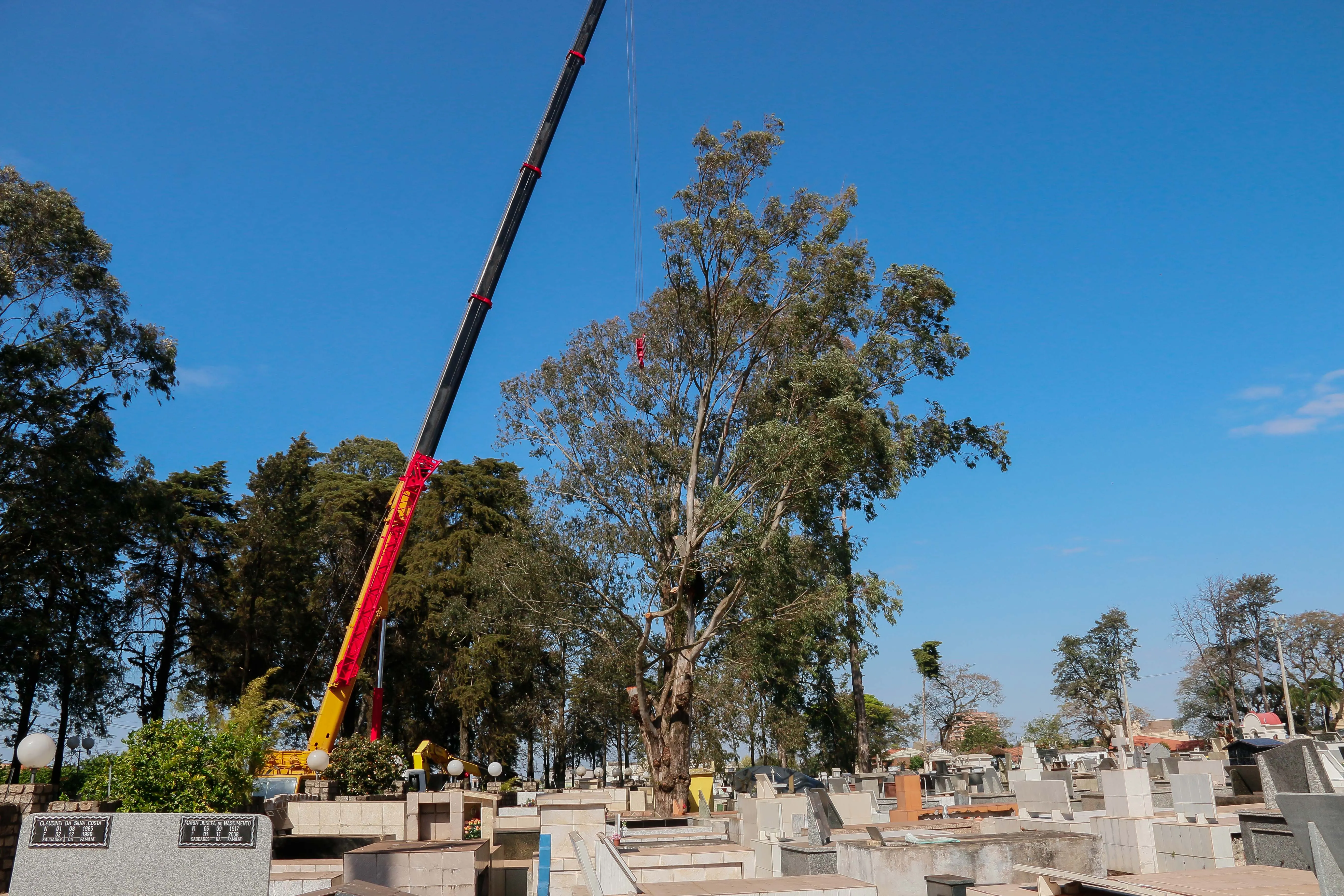Eucaliptos de grande porte são cortados no Cemitério da Saudade para evitar riscos