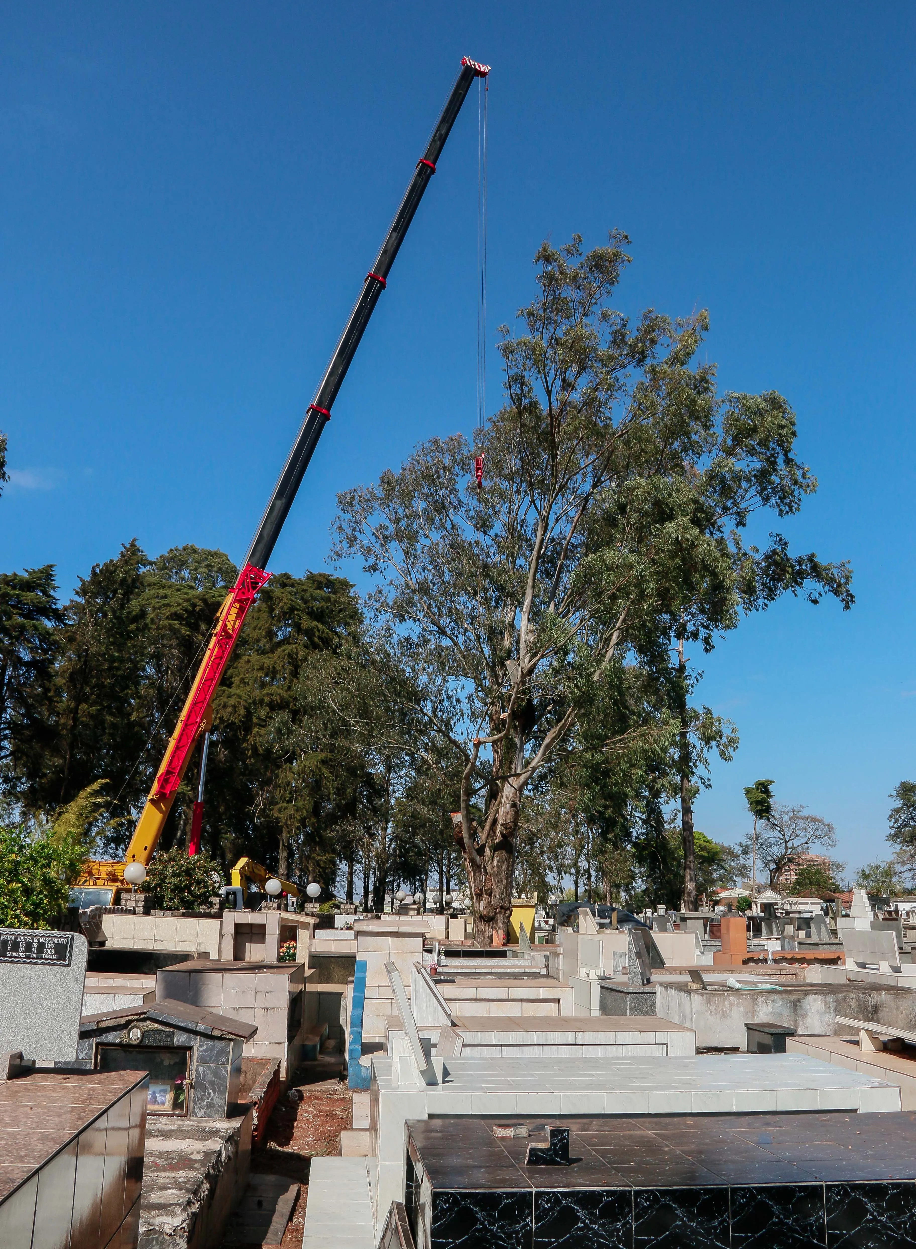 Eucaliptos de grande porte são cortados no Cemitério da Saudade para evitar riscos