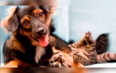 ‘Serial killer’ mata cães e gatos de vizinhos em Londrina - Foto Reprodução/ We love Cats and Dogs