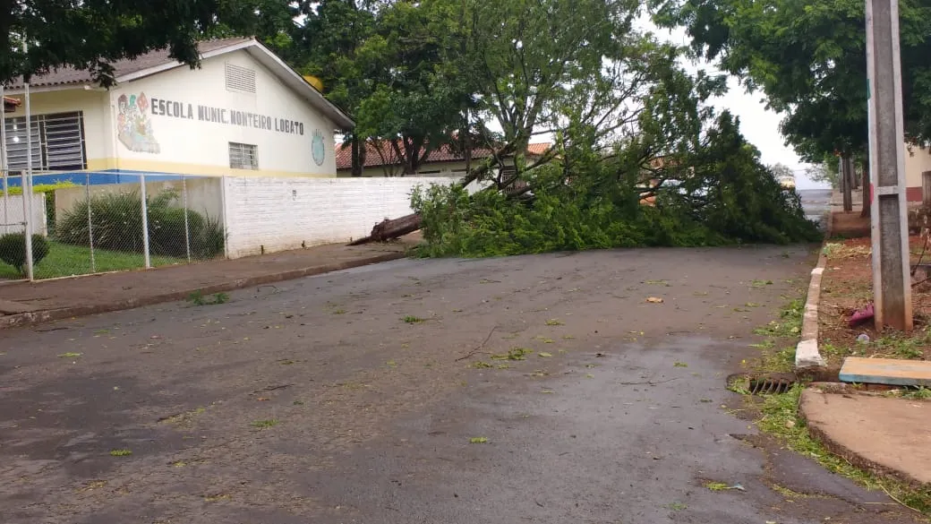 Árvore de grande porte é derrubada pelo vento em Maringá; veja o vídeo