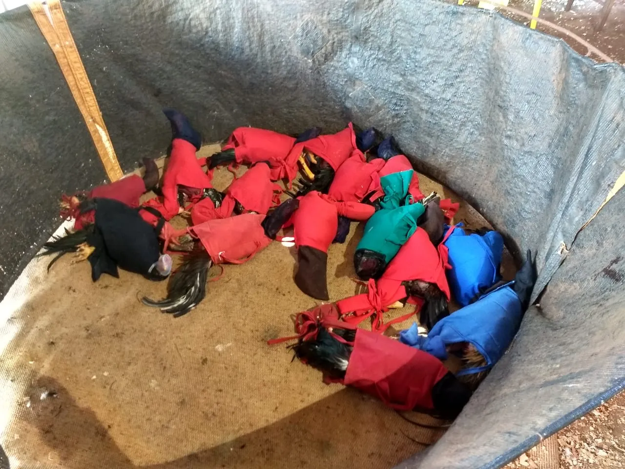 Ariranha do Ivaí: Polícia Ambiental resgata 75 galos vivos e localiza 12 aves mortas em rinha