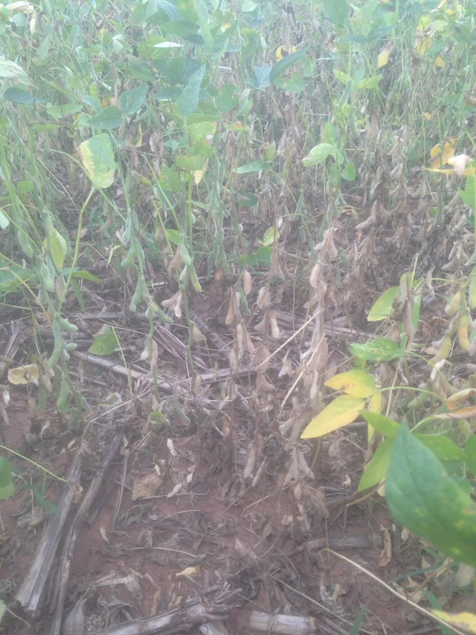 Perdas na soja se agravam no Paraná; veja fotos e vídeos