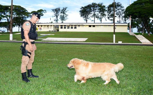 Primeiro cachorro do canil da PM de Apucarana se aposenta