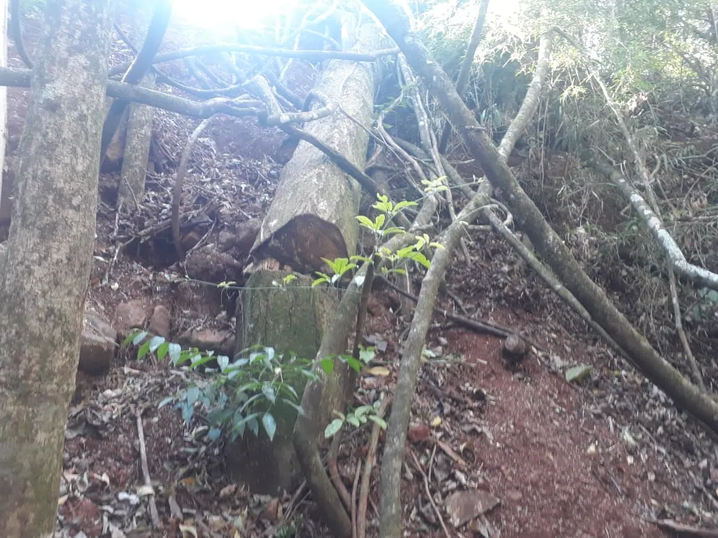 PM ambiental multa dono de propriedade rural por corte de árvores em áreas de preservação permanente