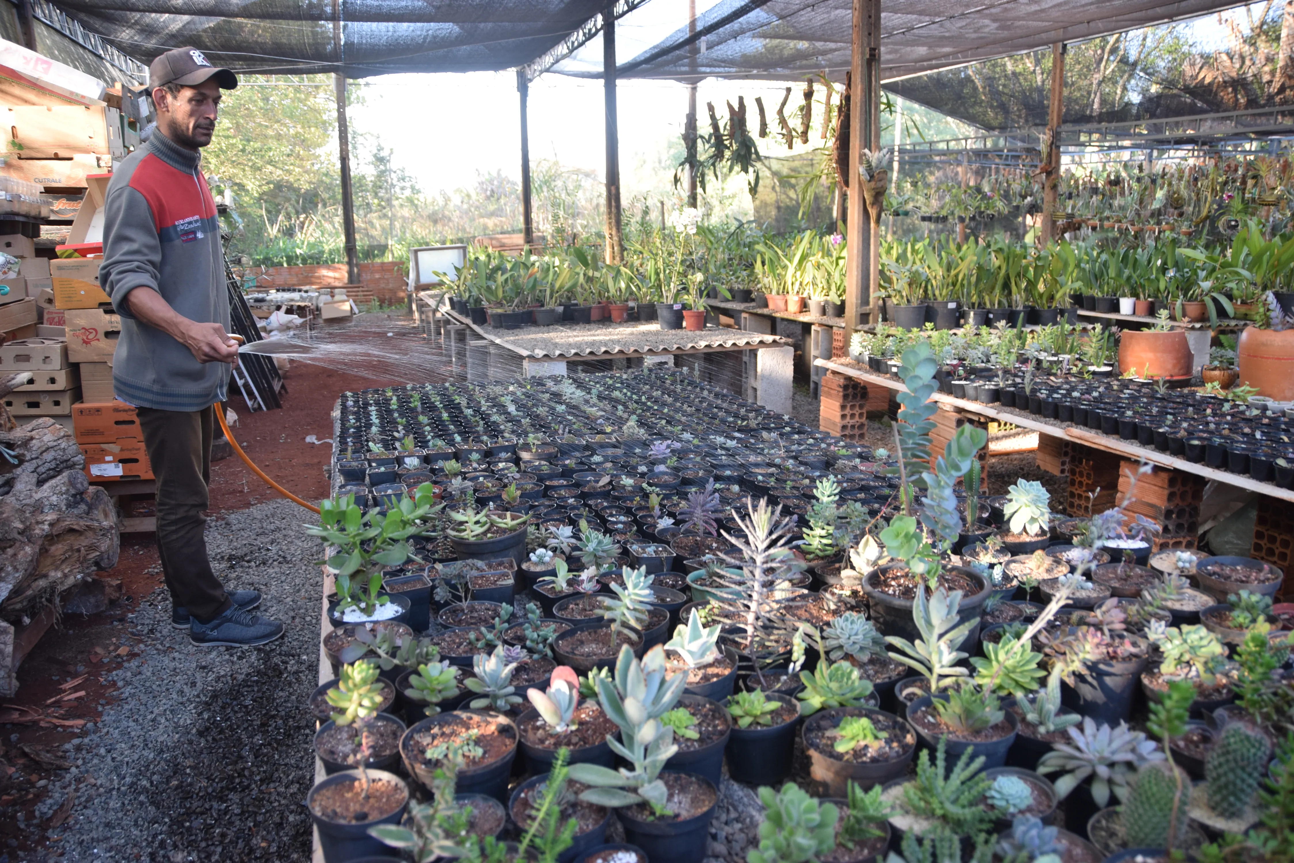 Família de Jardim Alegre investe em cultivo de suculentas e cactos