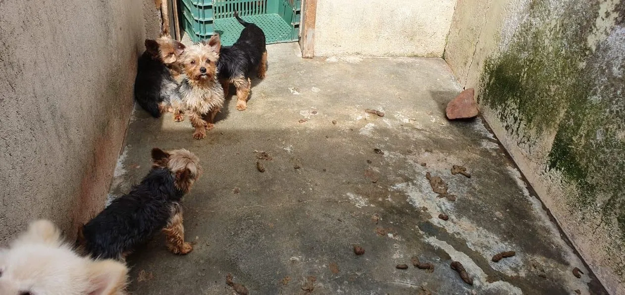Polícia Civil encontra 82 cachorros em canil clandestino na capital do Estado 