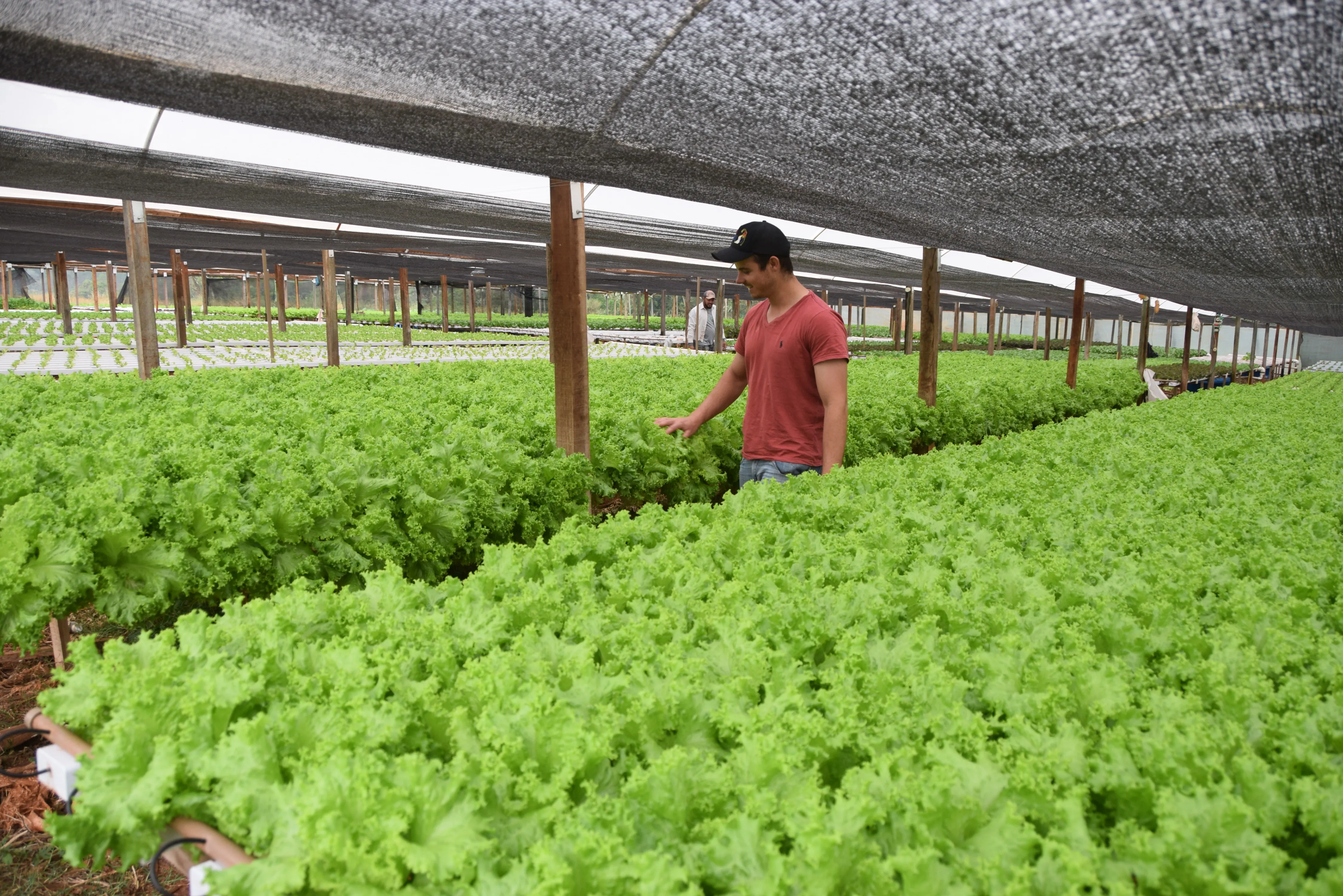 Hidroponia é alternativa para cultivo de hortaliças na região de Ivaiporã