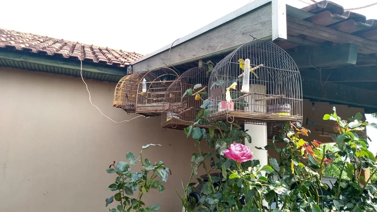 Polícia Ambiental apreende 67 pássaros silvestres mantidos em cativeiro, na região de Londrina