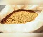 Safra de grãos pode chegar a 23,4 milhões de toneladas