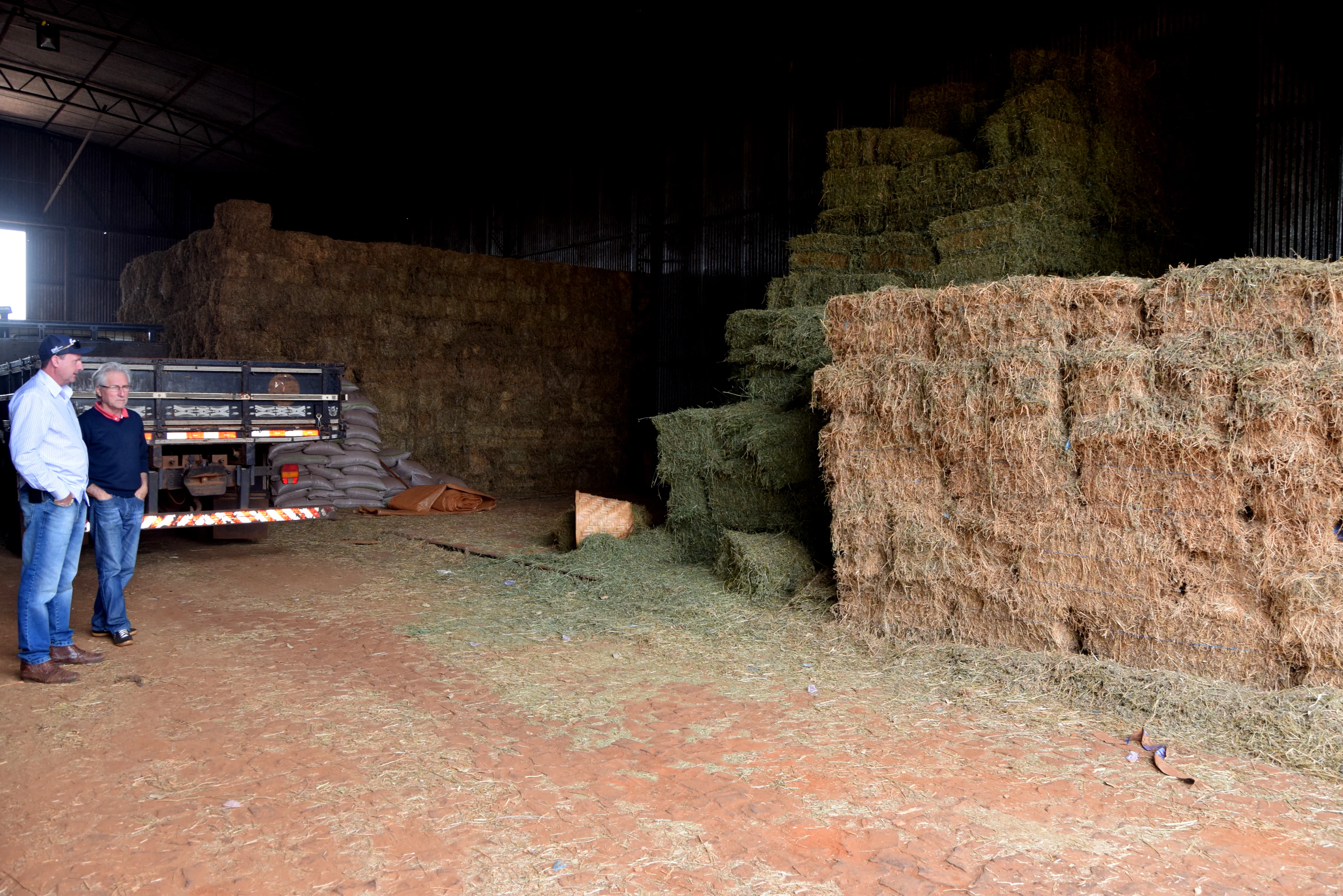Agricultores na região de Lunardelli apostam na produção de alfafa