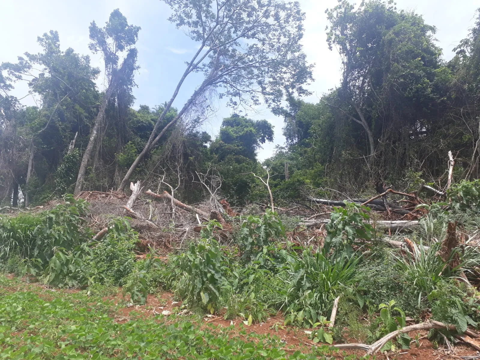 Polícia Ambiental autua propriedade rural em Ivaiporã