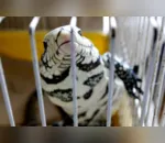 Polícia resgata 70 animais silvestres de clínica em Curitiba