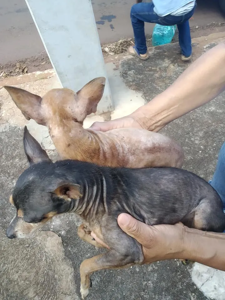 ONG resgata animais com apoio da polícia civil em Apucarana