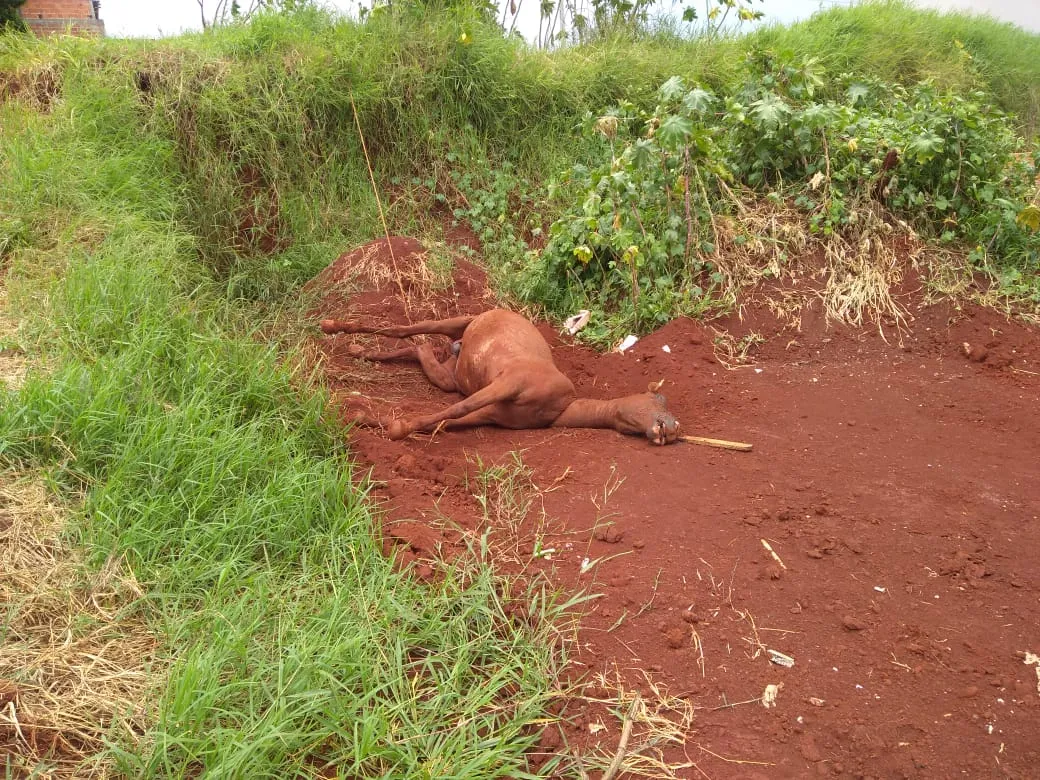 Cavalo morre vítima de maus-tratos em Arapongas