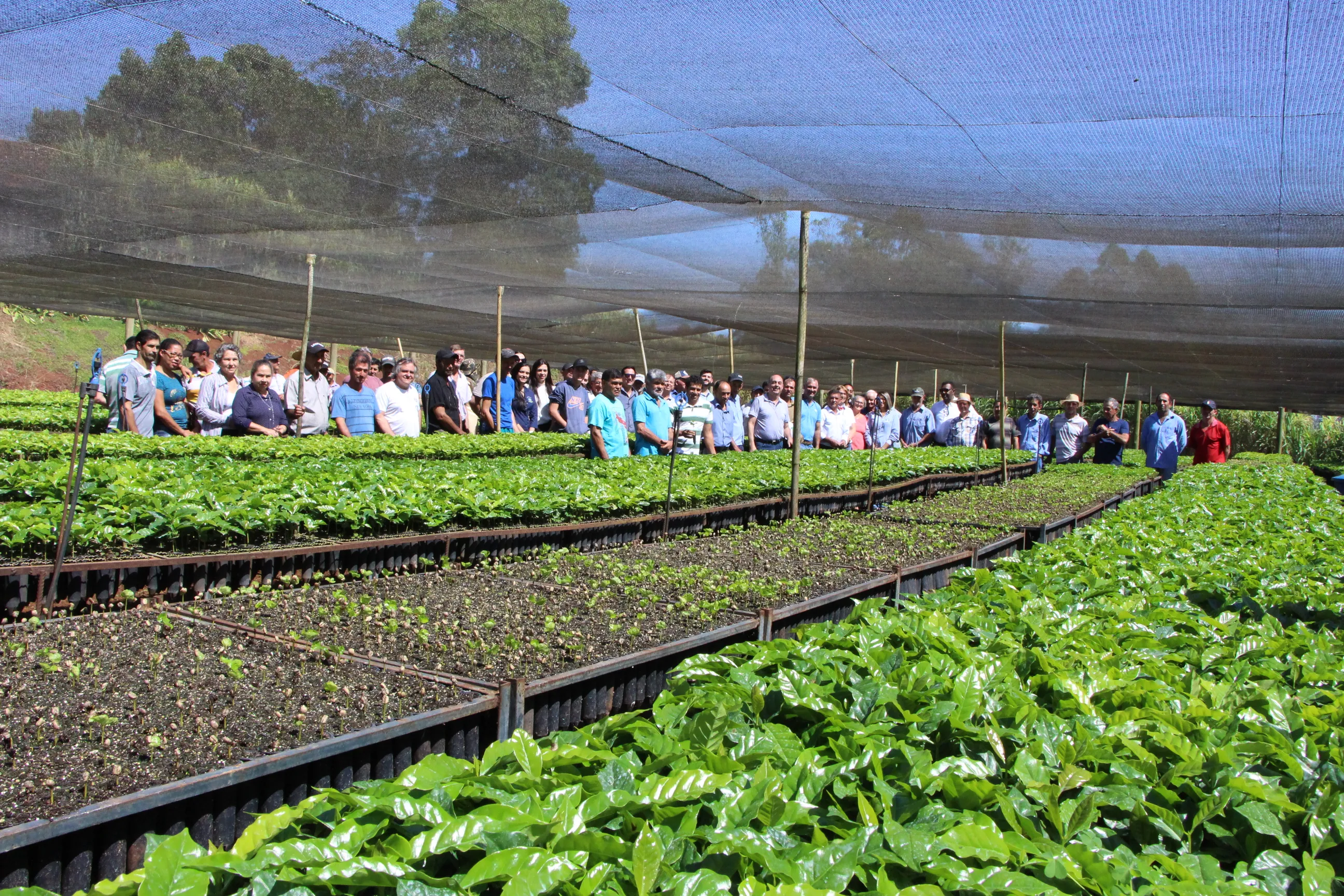 Programa de incentivo distribui 137 mil mudas de café em Ivaiporã