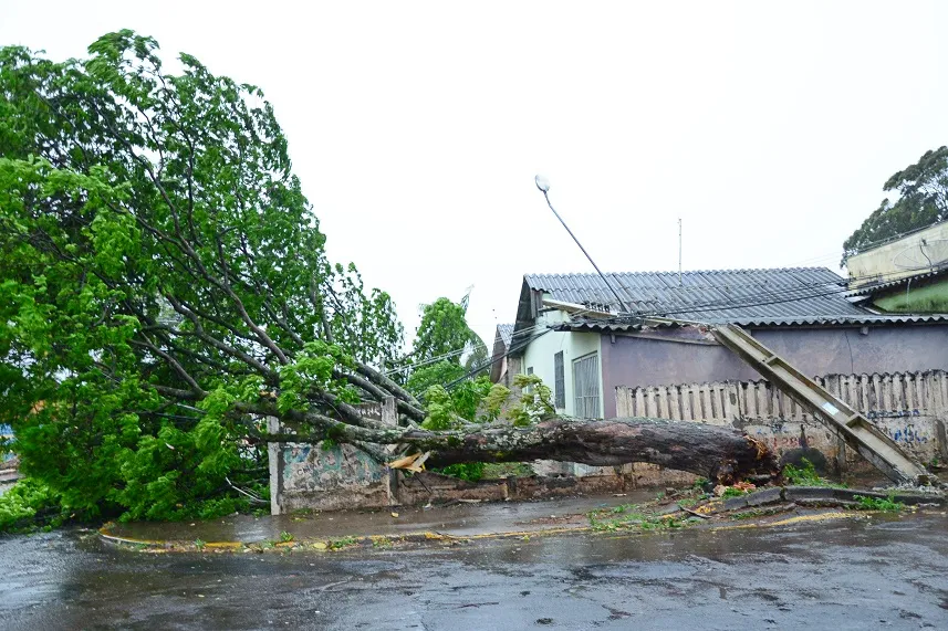 Norte do PR: Temporal com ventos de 88 km/h derruba árvores e destelha casas  