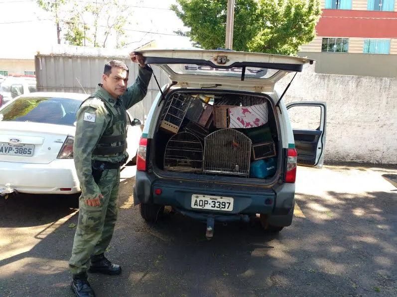 Polícia Ambiental apreende 41 pássaros em Apucarana