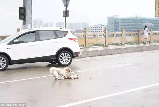 Imagens mostram cão guardando corpo de amigo que morreu atropelado 