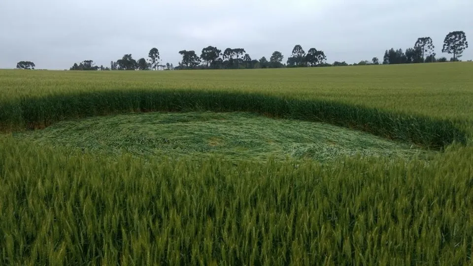 Ufólogo investiga marcas misteriosas em plantação de trigo no Paraná