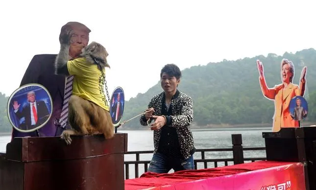 Macaco chinês acerta ao prever vitória de Trump (veja vídeo)