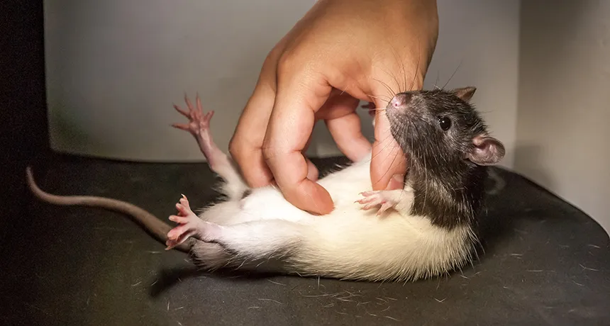 Pesquisa com ratos brincalhões mostra região do cérebro que impulsiona a cócega; veja vídeo