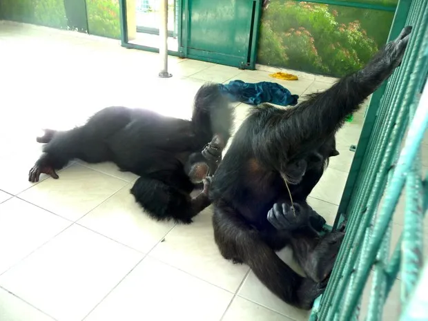 No Paraná, chimpanzé troca vício em cigarros por vida saudável com fêmea