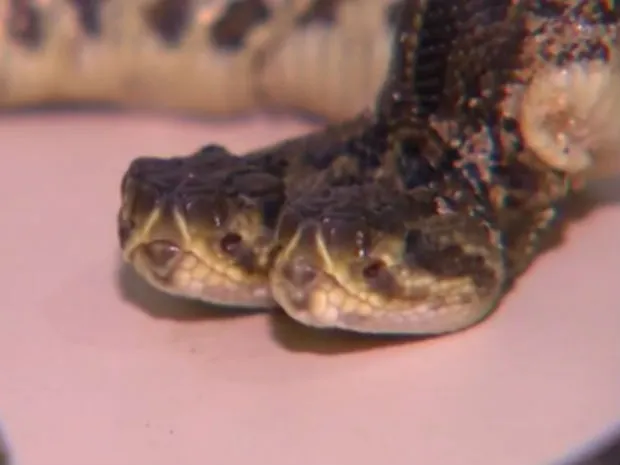 Cobra com duas cabeças nasce em zoológico do Paraná; veja vídeo