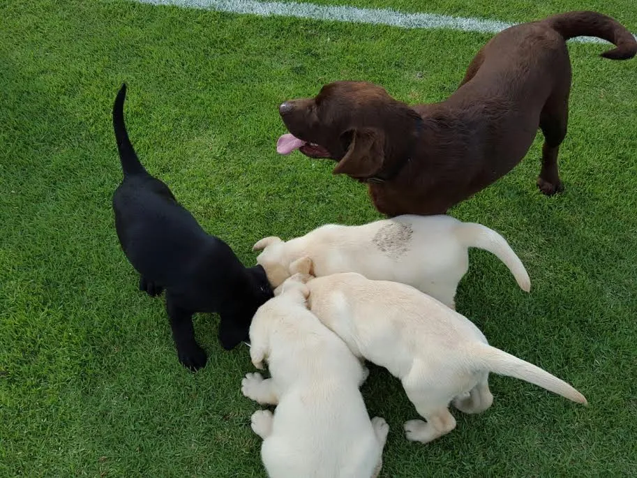 Instituto de cães-guia apresenta os primeiros filhotes para treinamento