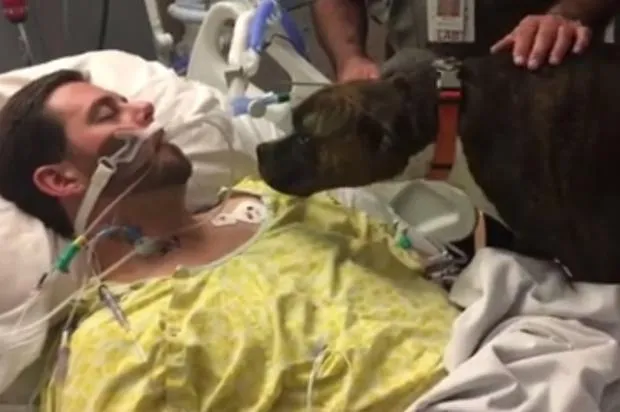 Hospital permite que cachorra se despeça do dono à beira da morte, veja vídeo