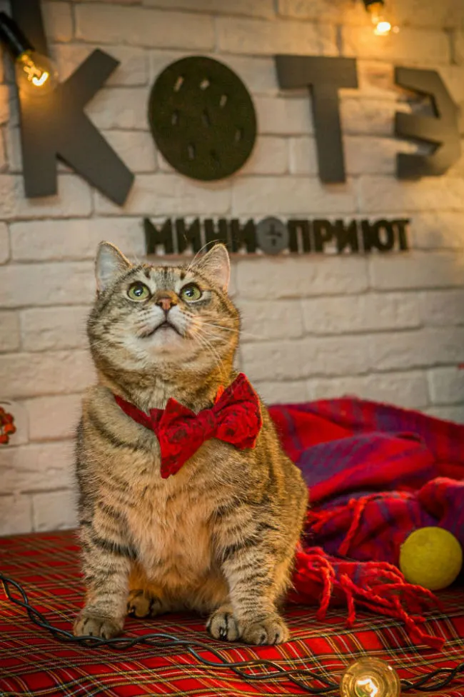 Abrigo faz sessão de fotos com gatos de rua; confira o charme dos bichanos