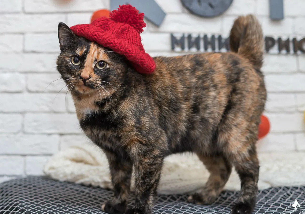 Abrigo faz sessão de fotos com gatos de rua; confira o charme dos bichanos