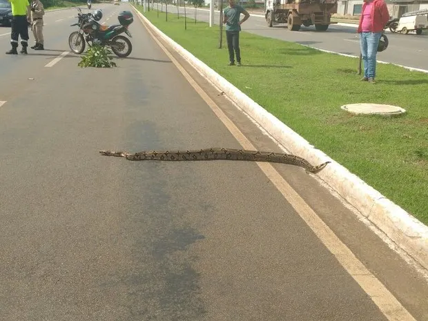 Cobra de dois metros é flagrada atravessando avenida movimentada
