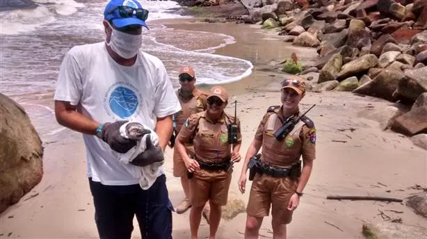 Pinguim ferido é resgatado em praia do Paraná