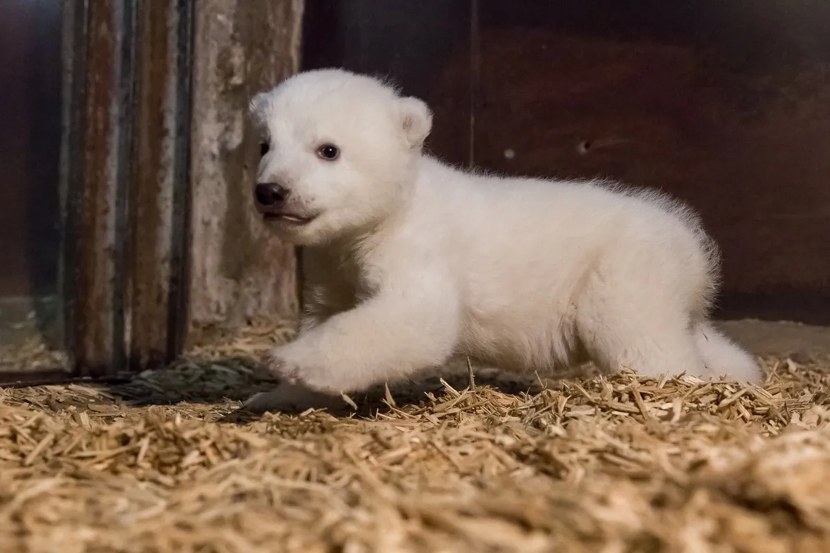Conheça o ursinho polar mais fofo do mundo