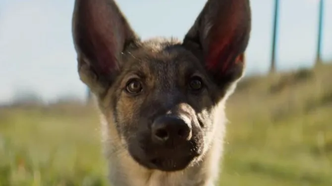 ONG pede boicote ao filme 'Quatro Vidas de um Cachorro' por denúncia de maus tratos