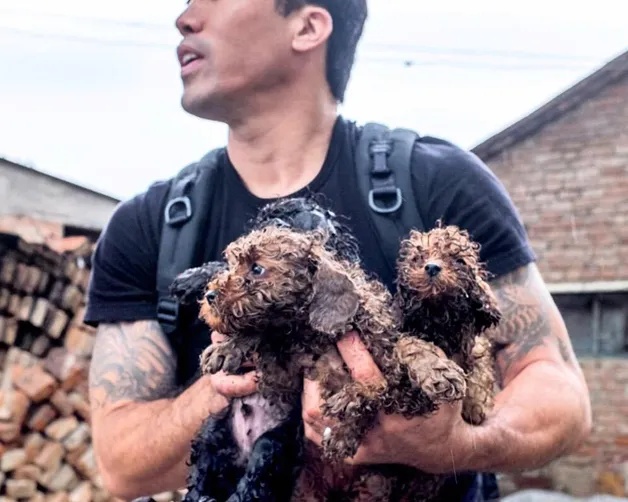 Casal de ativistas se arrisca para libertar 1000 cães que iam ser mortos
