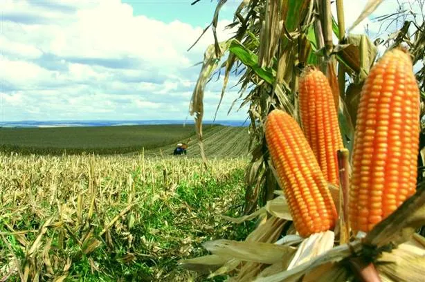 Na maior safra da história, Paraná poderá colher 19 milhões de toneladas de soja