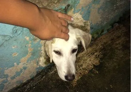 Cachorro fica entalado em parede e é resgatado por Bombeiros
