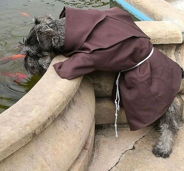 Cãozinho de rua é transformado em frei após ser adotado por monges
