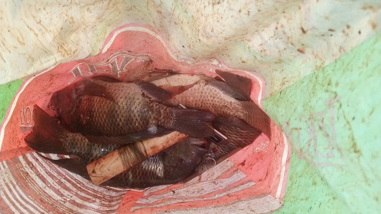 GM prende grupo pescando no lago do Parque da Raposa em Apucarana