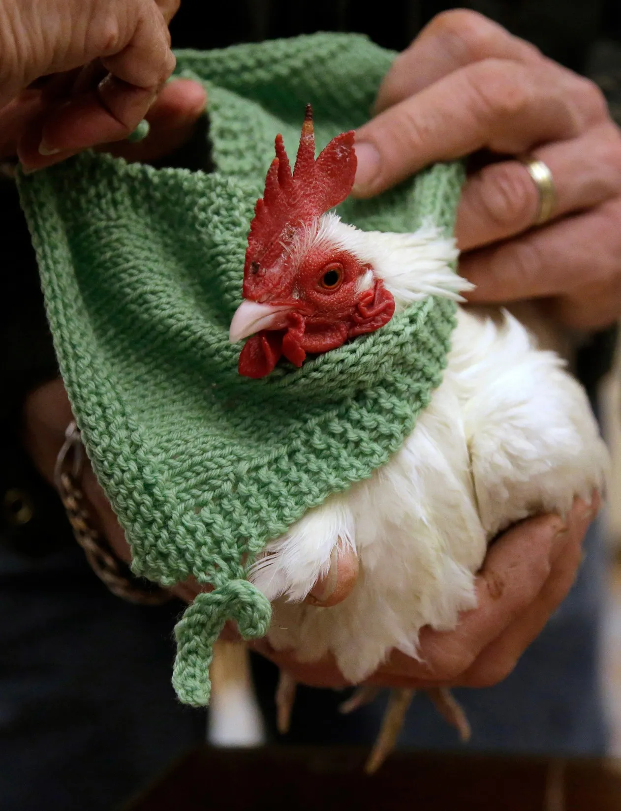 Idosas tricotam suéteres para agasalhar galinhas nos EUA