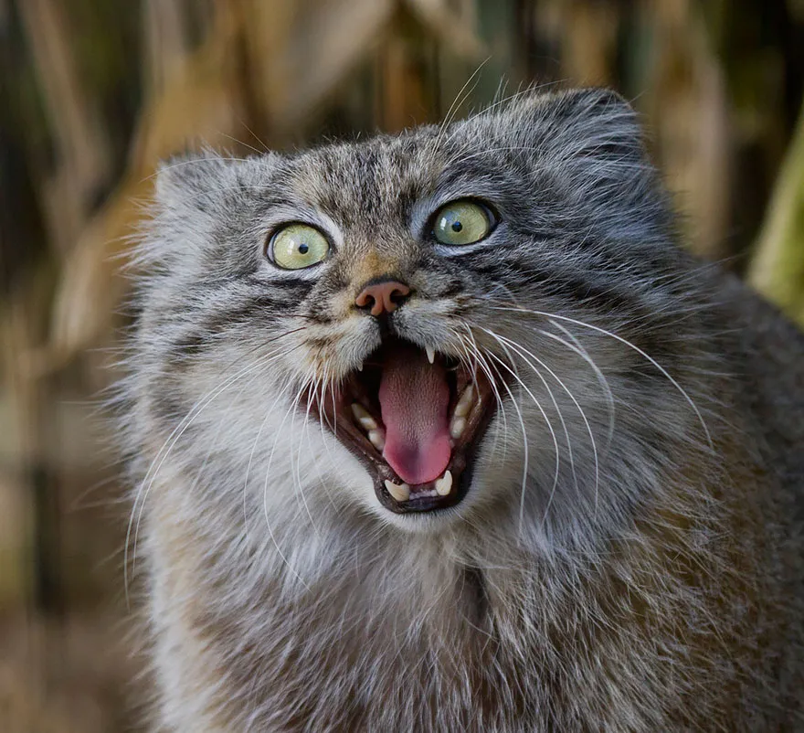 Conheça o gato-de-pallas, o felino mais estiloso do mundo