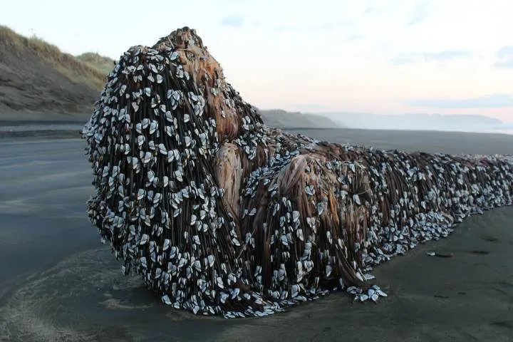 'Monstro' marinho provoca medo em frequentadores de praia na Nova Zelândia 