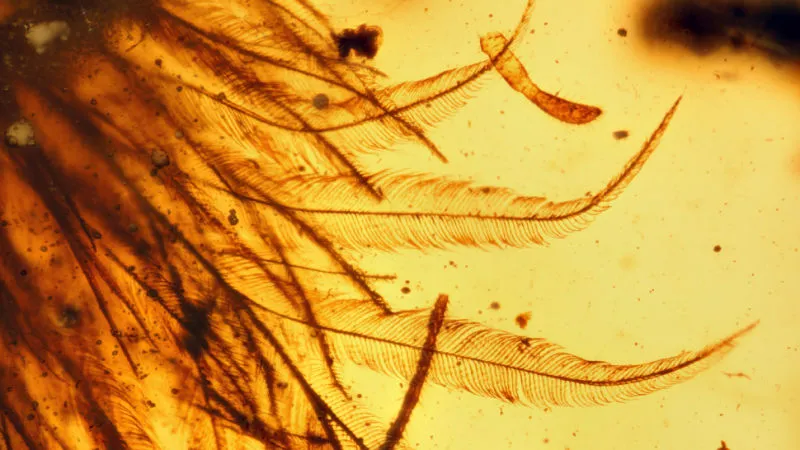 Paleontólogos acham cauda de dinossauro com penas intactas em âmbar 