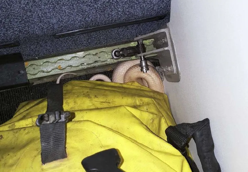 Após escapar de passageiro durante voo, cobra é capturada em avião