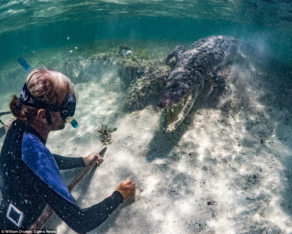 Turistas se arriscam para nadar com crocodilos; veja vídeo