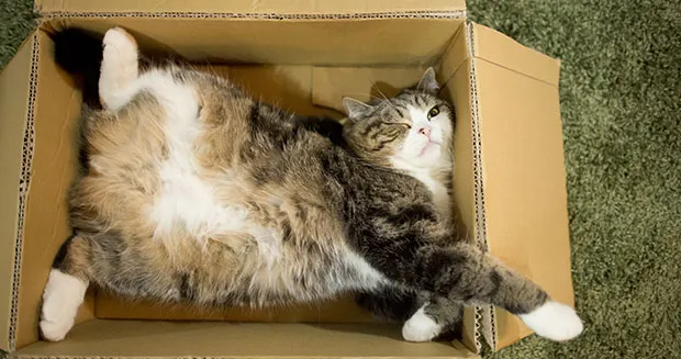Gato japonês é o animal mais visualizado no YouTube; veja vídeo
