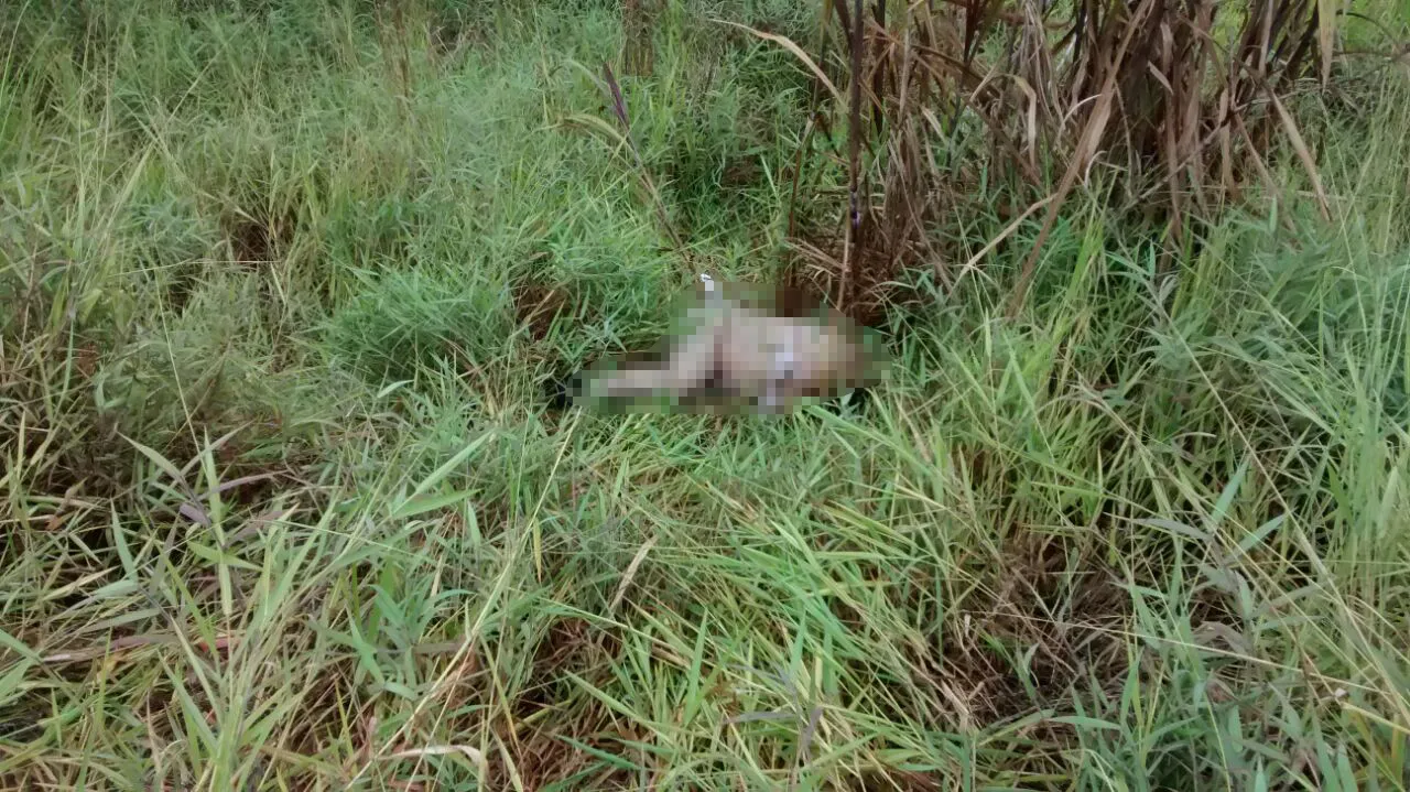 Corpo de mulher é encontrado em matagal às margens da BR-376